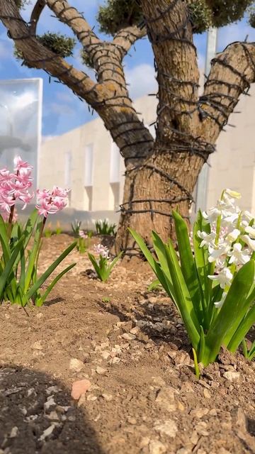 Подсмотрим в теплицы 🌸 Гиацинты весну цветут, а на де? смотреть онлайн