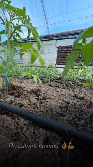 #теплица #огород #помідори #дача #розсада #garden #теплицау смотреть онлайн