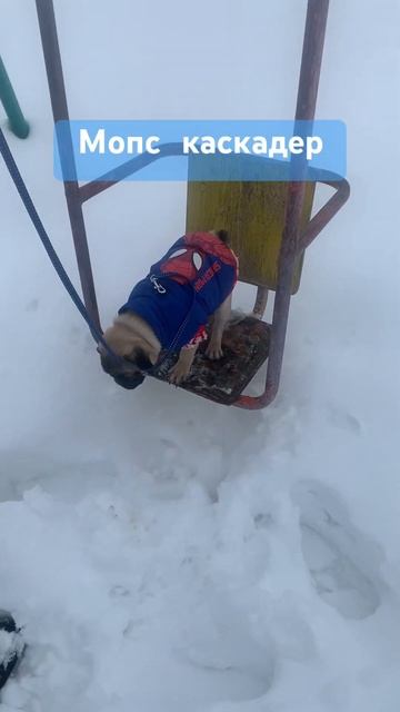 Мопс качается на качелях/ Майкл Качайкал #pug #мопс #dog #с?