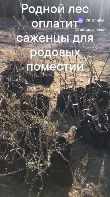 Родной Лес и благотворитель