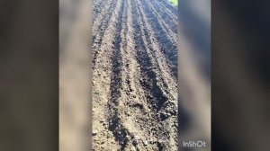 Посадка и окучивание картофеля польскими окучниками
