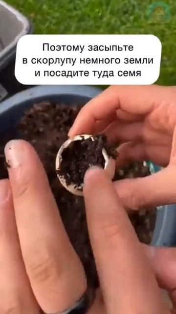 Яичная скорлупа пригодится #shorts #дача #рецепты #огород смотреть онлайн