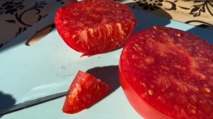 ЮСУПОВСКИЕ // обзор томата // ВЫСЫЛАЮ СЕМЕНА