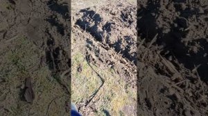 Волшебная теплая грядка для малины. Топинамбур в помо?