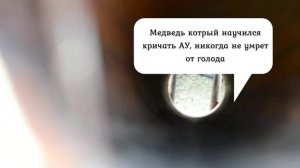 мемы. смешные надписи с животными