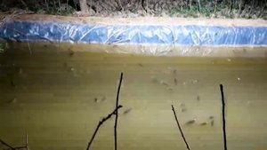 УЙ ШАРОИТИДА БАЛИК БОКИШ РЫБА В ДОМАШНИХ УСЛОВИЯХ