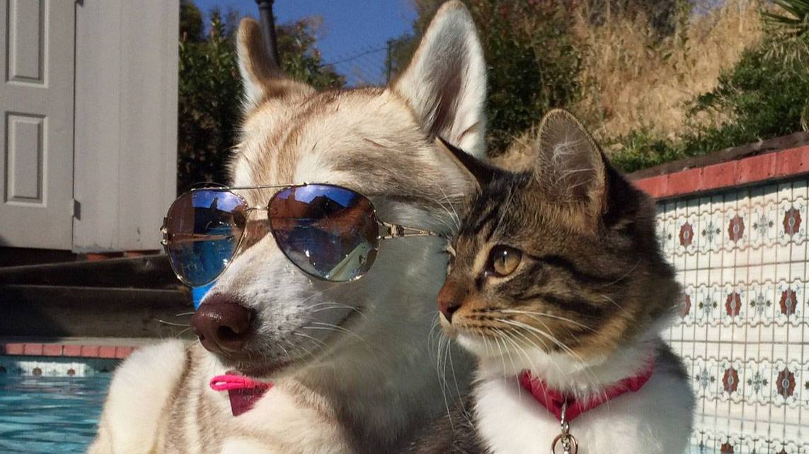 😻 Готовься: уровень мимимишности — зашкаливает!