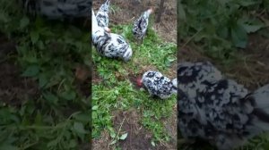 Всё о Леггорнах Далматинцах. Плюсы и минусы породы.