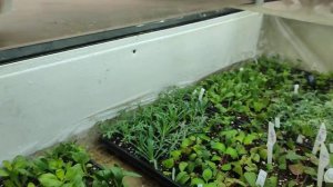 сделали короба в теплице для черенкования аегетативк?