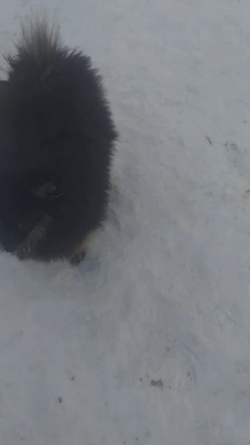 мини девочка шпица Масяня, возр. 1 год ровно, ждет новых хозяев( в разведение мала) 15т.р.
