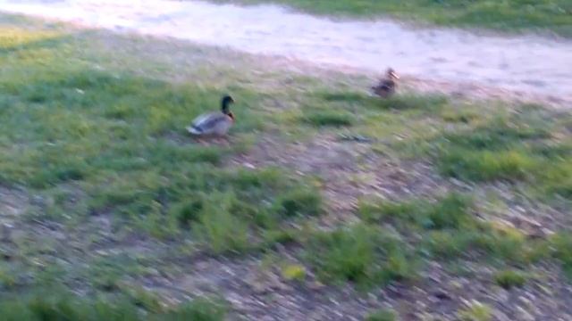 м.Речной вокзал, парк Дружбы смотреть онлайн