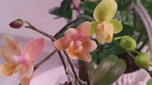 Распускаются мои ОРХИДЕЙКИ 🌸🌸🌸 Домашние РОСПУСКИ орхидеи Патрик пелор и парфюмерки Сеншен бабочка
