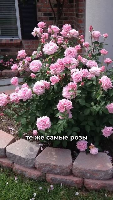 Как сделать сад в природном стиле 🌿 Читайте описание