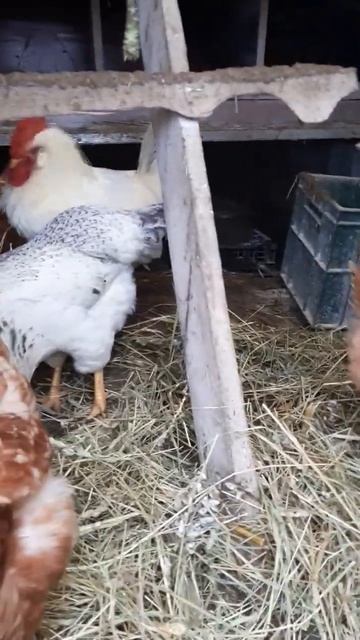 Сеновая подстилка! #курынесушки #chick #куры #курятник #пе