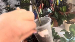 Замиокулькас Зензи, Черный Ворон.Пересадка замиков по