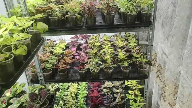 Колеусы ВЫРАСТУТ БОЛЬШИМИ КУСТАМИ Зимой если СДЕЛАЕТ?