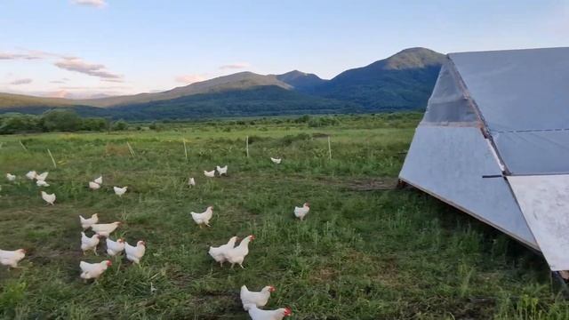 Перемещение мобильного курятника на 500 и 1000 голов смотреть онлайн