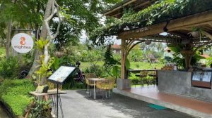 БАЛИ | УБУД: Рисовые поля пешком