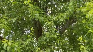 Посадка на чёрную плёнку:помидоров Перцев кабачков ты