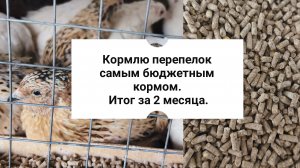 Кормлю перепелок самым дешёвым кормом.Это лучший корм.