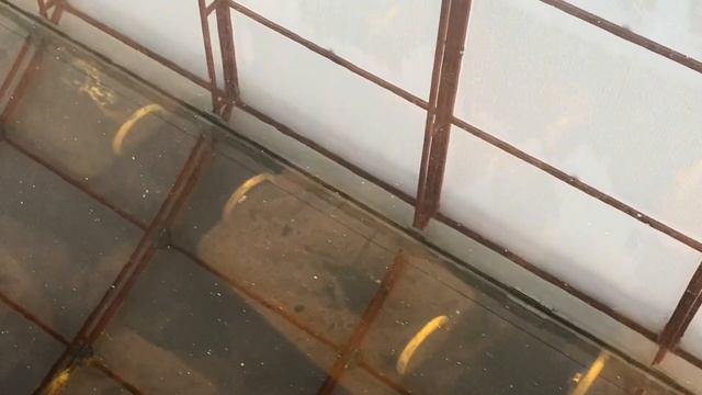 Зимовка Нимфей в отапливаемой теплице, 1 декабря 2024 го?