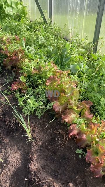🥬 салат в теплице.