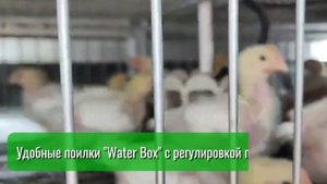 🐓Выращиваем бройлеров круглогодично по уникальной т
