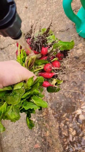 19 декабря, Крым. Ещё собираю последний урожай редиски ? смотреть онлайн