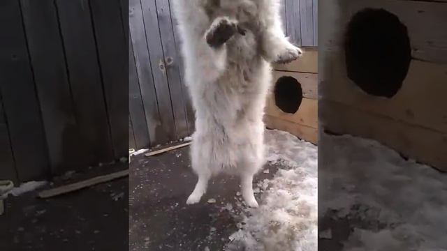 Прыгающая собака.милый песик.маленькая собака.прикольная собака смотреть онлайн