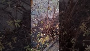 Лапчатка белая ,розовая,желтая