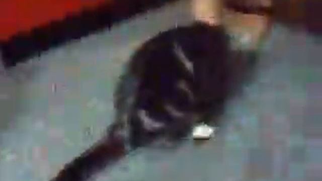 Жизнь моего кота Юзи - День Третий - Игры (Часть 1) смотреть онлайн