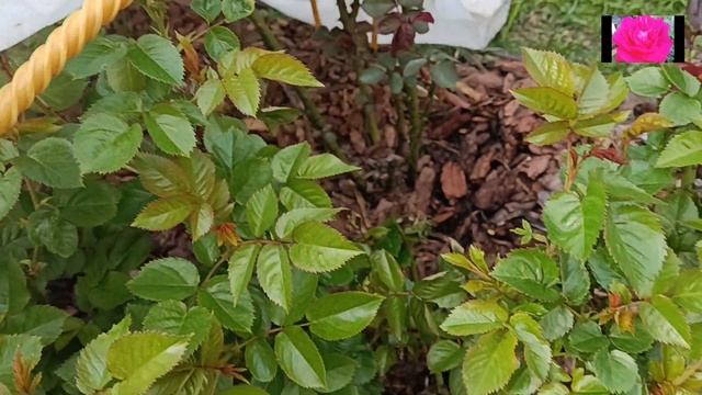 ВОССТАНАВЛИВАЕМ РОЗЫ ПОСЛЕ ЗАМОРОЗКОВ. НАЧИНАЮЩИМ смотреть онлайн