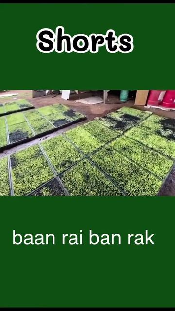 Rice seedlings, 5 days old # shorts / Bibit padi, umur 5 hari / Саженцы риса, возра смотреть онлайн