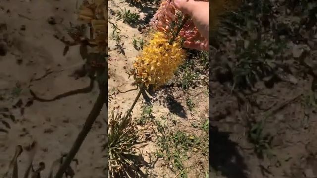 Эремурус от посадки до цветения и посева семян | #garden #Er смотреть онлайн