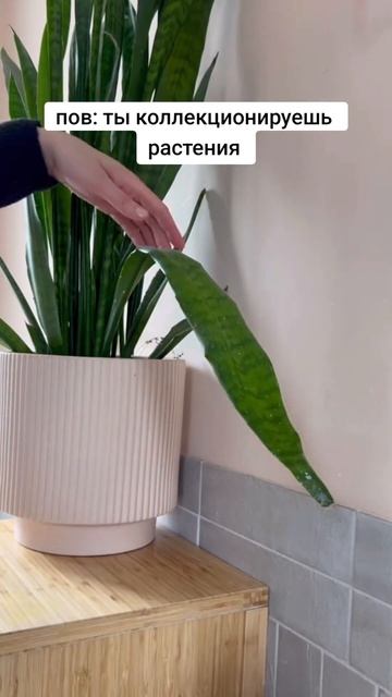 #pov #пов #дача #garden #сад #дачник #огород #diy #садоводство #у смотреть онлайн