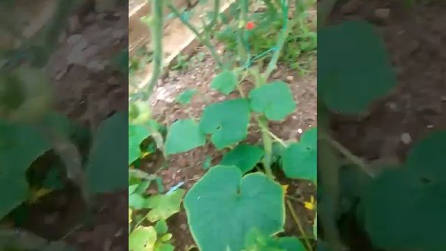 теплица после фиты и ждем в гости друзей и гостей кана? смотреть онлайн