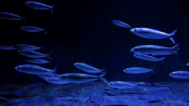 Clam music Fish Música pra acalmar