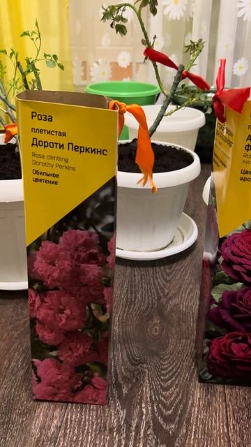 Розы из коробок Леруа Мерлен смотреть онлайн