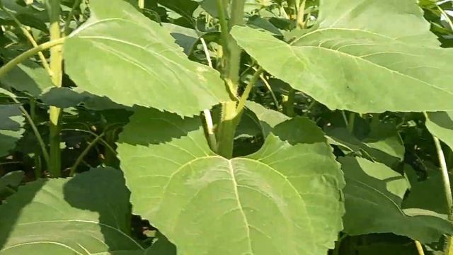 поле 1/3 осмотр поля смотреть онлайн