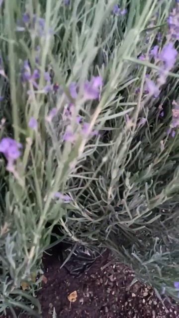 Лаванда. Много лаванды. смотреть онлайн