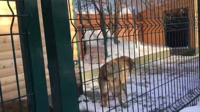 Возвращение домой или как заставить Бобика залезть на смотреть онлайн