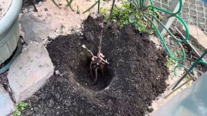 Посадка древовидного пиона🌺🌿🌺🌿🌺