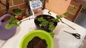 ГОРТЕНЗИЯ ЧЕРЕШКОВАЯ МИРАНДА СПОСОБ РАЗМНОЖЕНИЯ.