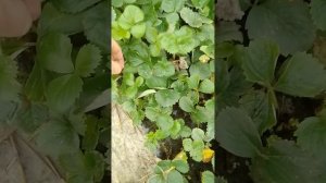 рассада клубники Мурано