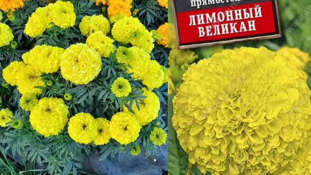 Итоги цветочного сезона 2024. Ожидание-реальность.