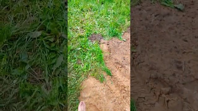 абиссинская скважина под ключ #абиссинскаяскважина #с