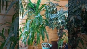 Юкка, Шефлера, Драцена: размножение и уход. Результат о