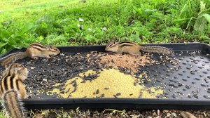 Бурундуки. Птицы Сойки, Снегирь. Часть 61