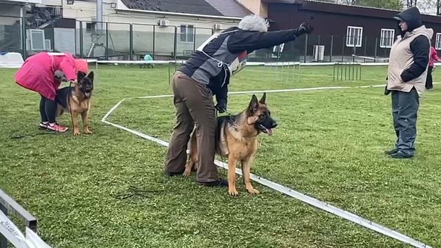 ПОДРОСТКИ СУКИ / КЧК СМОЛЕНСК 1 мая`25 Е.Силаева Моно немецких овчарок