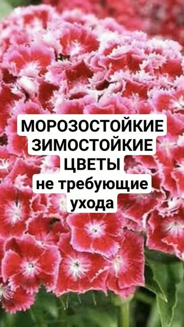 Зимостойкие Морозостойкие цветы, не требующие ухода #? смотреть онлайн